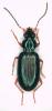 Bembidion decorum